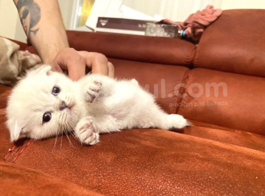 2 Aylık Scottish Fold Eğitimli Kedi görsel