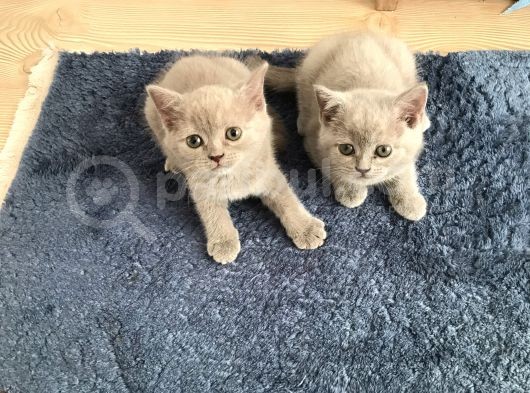 Sevimli Oyuncu Sağlıklı Dişi Bebekler görsel