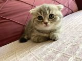 23 Mayıs Doğumlu  Dişi Scottish Fold Yavrumuz