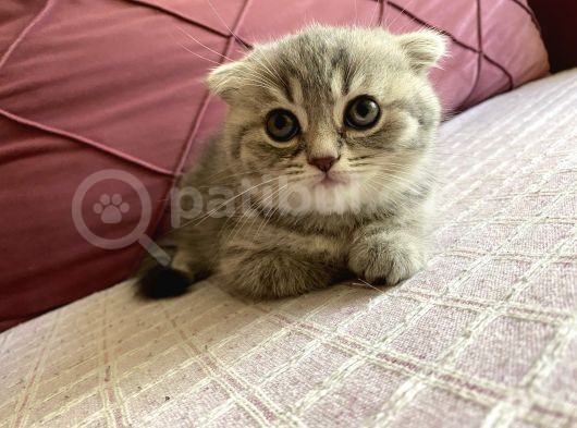 23 Mayıs Doğumlu  Dişi Scottish Fold Yavrumuz görsel