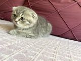 23 Mayıs Doğumlu  Dişi Scottish Fold Yavrumuz