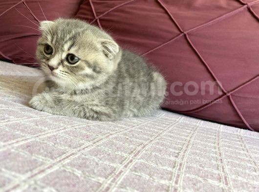 23 Mayıs Doğumlu  Dişi Scottish Fold Yavrumuz