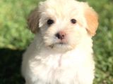Latte Renk Maltıpoo Yavrumuz
