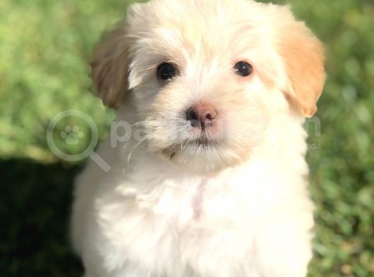 Latte Renk Maltıpoo Yavrumuz görsel