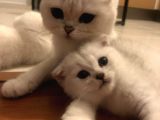 Silver Scottish Fold Kendi Kedilerim Evimde Acil