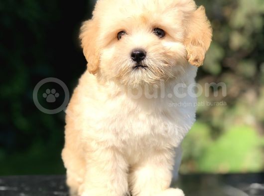 Orjinal Maltıpoo Yavrumuz görsel