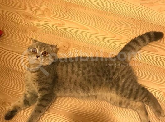 Sevimli Oyuncu Sağlıklı Dişi Bebekler görsel