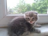Scottish Fold Tabby
