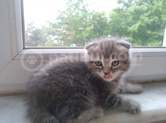 Scottish Fold Tabby görsel