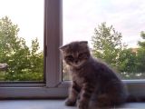 Scottish Fold Tabby