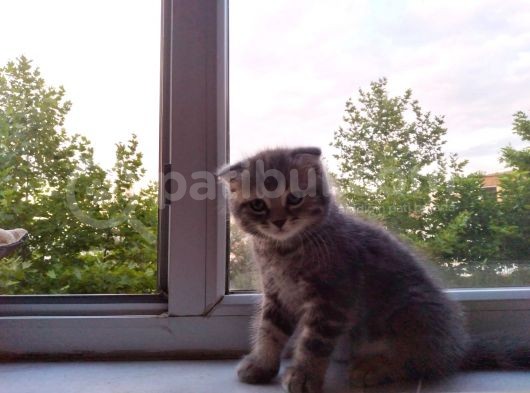 Scottish Fold Tabby görsel