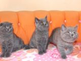 Scottısh Fold & Scottısh Strıght