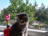 Scottish Fold Tabby