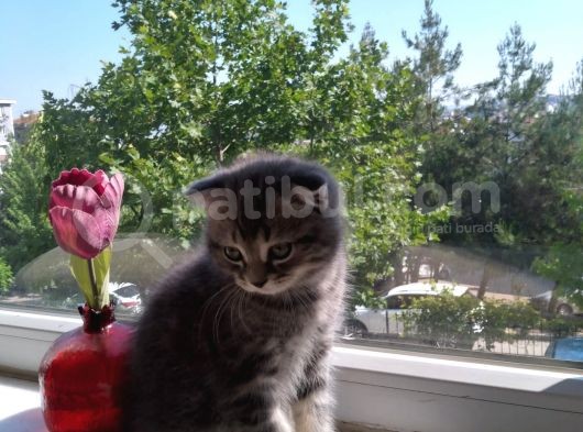 Scottish Fold Tabby görsel