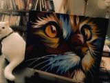 Scottish Fold Tabby