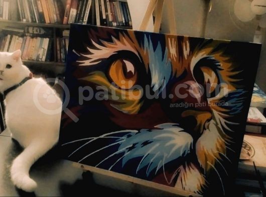 Scottish Fold Tabby görsel