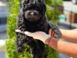 Siyah Toy Poodle Yavrular