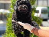 Siyah Toy Poodle Yavrular