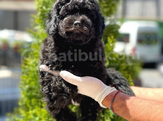 Siyah Toy Poodle Yavrular görsel