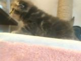Scottish Fold Tabby