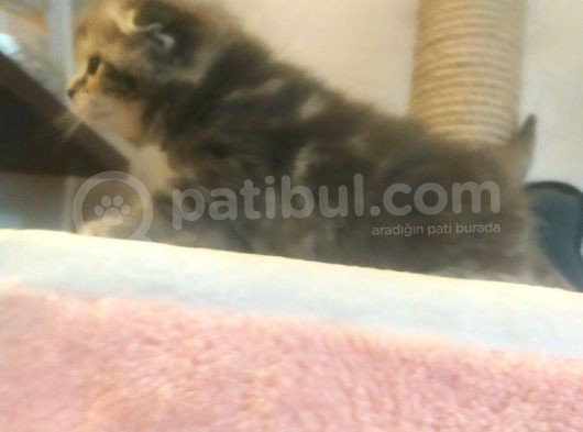 Scottish Fold Tabby görsel