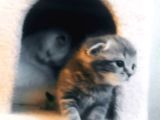 Scottish Fold Tabby
