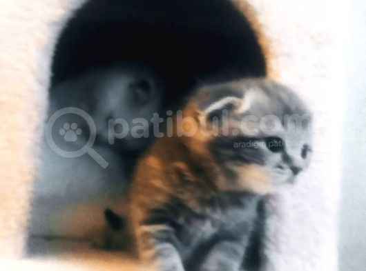 Scottish Fold Tabby görsel