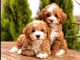 Toy Poodle Yavrular  ( Red,Red Brown,Apricot,Silver,Siyah)