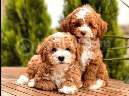 Toy Poodle Yavrular  ( Red,Red Brown,Apricot,Silver,Siyah) görsel