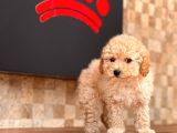 Toy Poodle Yavrular  ( Red,red Brown,apricot,silver,siyah)