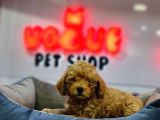 Toy Poodle Yavrular  ( Red,Red Brown,Apricot,Silver,Siyah)