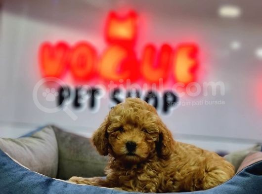Toy Poodle Yavrular  ( Red,Red Brown,Apricot,Silver,Siyah) görsel