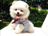 Satılık Pomeranian Boo Teddy Bear Yavrular