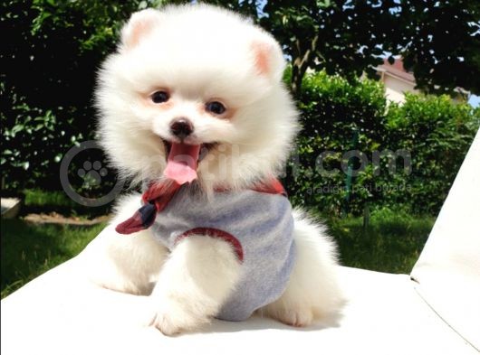 Satılık Pomeranian Boo Teddy Bear Yavrular görsel