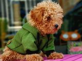 Türkiye'Nin Her Yeri̇ne Tesli̇m Poodle