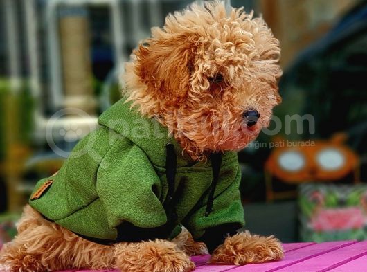 Türkiye'Nin Her Yeri̇ne Tesli̇m Poodle görsel
