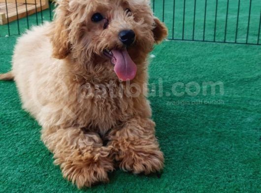 Türkiye'Nin Her Yeri̇ne Tesli̇m Poodle