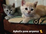 2 Aylık Erkek Ve Dişi Yavruma Ömürlük Yuva Arıyoruz