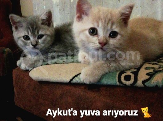 2 Aylık Erkek Ve Dişi Yavruma Ömürlük Yuva Arıyoruz görsel