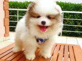 Satılık Pomeranian Boo Teddy Bear Yavrular