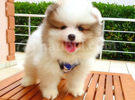 Satılık Pomeranian Boo Teddy Bear Yavrular görsel