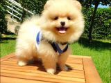 Satılık Pomeranian Boo Teddy Bear Yavrular