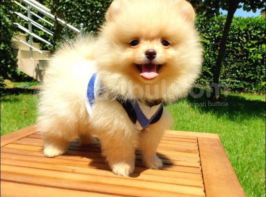 Satılık Pomeranian Boo Teddy Bear Yavrular görsel