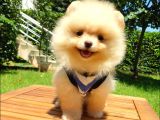 Satılık Pomeranian Boo Teddy Bear Yavrular