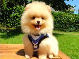 Satılık Pomeranian Boo Teddy Bear Yavrular