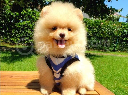 Satılık Pomeranian Boo Teddy Bear Yavrular görsel