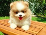 Satılık Pomeranian Boo Teddy Bear Yavrular