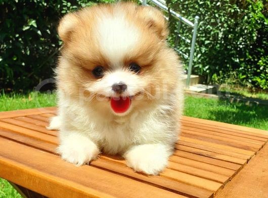 Satılık Pomeranian Boo Teddy Bear Yavrular görsel