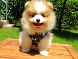 Satılık Pomeranian Boo Teddy Bear Yavrular