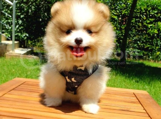 Satılık Pomeranian Boo Teddy Bear Yavrular
